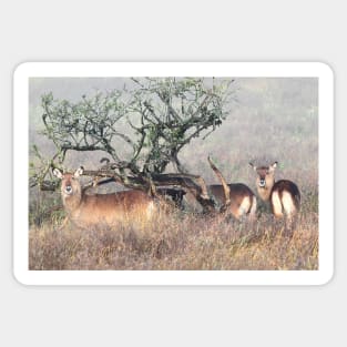 De Fassa Waterbuck, Lake Nakuru, Kenya Sticker